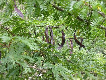 TW Seed pods - brown flattened to 20-40cm long First
