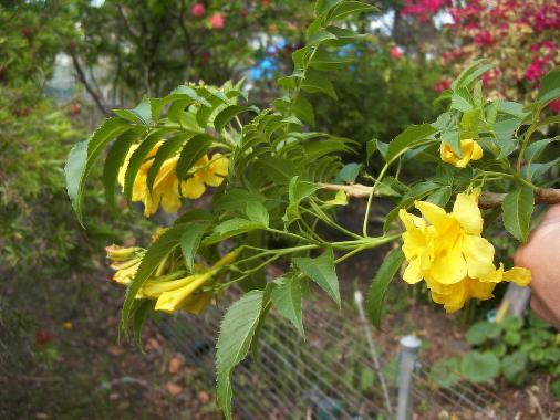 Showy yellow tubular flowers in
