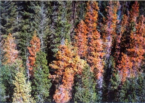 Foliage discoloration (red tree crowns) is the most visible symptom of infestation in the year following attack and sapwood. Eggs are laid in individual niches 0.
