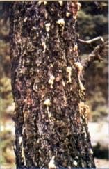 Pitch tubes on a tree trunk: (left) unsuccessful attack; (right) successful attack Reddish-brown boring dust around base of tree succeeded.