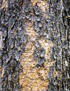 Optimum attack densities appear to be between 3 and 10 per 1000 cm 2 of lodgepole pine bark surface area, but it depends upon the thickness of phloem (food source).