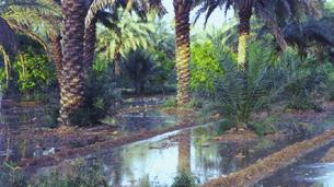 9. Cultivation Practices The farming practices adopted by the grower play an important role in the health of the palms and also the infestation levels.