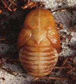 Fig. 1c: Larva Fig. 1d: Pupa (without cocoon) Fig.