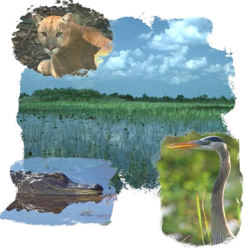 the restoration, preservation, and protection of the south Florida