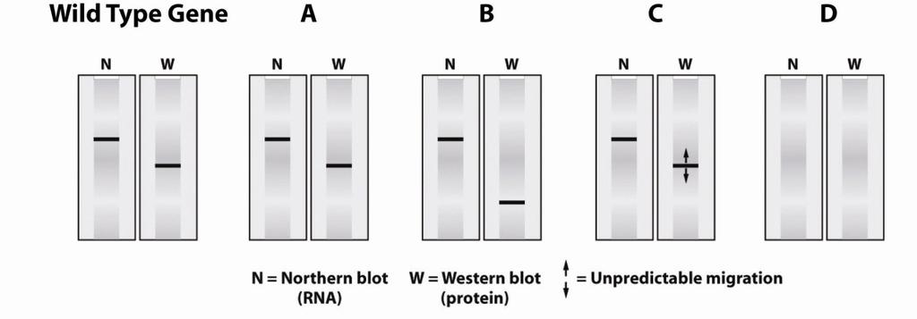 46. In the figure below, the left most image shows the wild type points of migration following electrophoresis and blotting for the gene