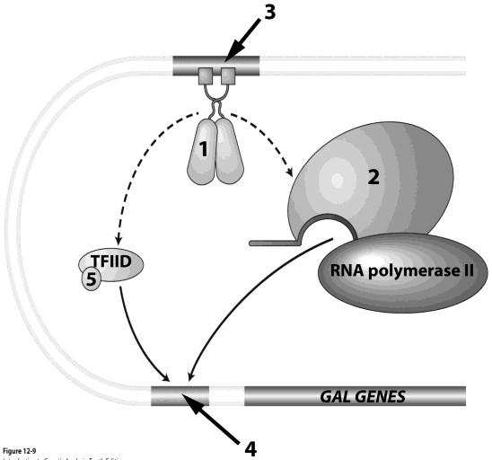 For 17 and 18. The image below represents aspects of the regulation of GAL gene expression. Use this image to answer questions 20 and 21. The protein numbered 1 is GAL4. 17. The arrow labeled 3 is pointing to.