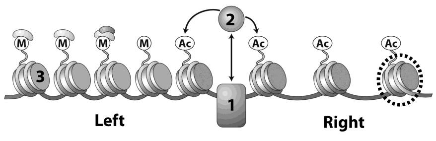 21. The control of a-specific, α specific, and haploid-specific gene expression in yeast demonstrates the use of in the control of gene expression. A. chromatin remodeling B. imprinting C.