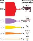 Our food choices are also energy choices Eating meat is far less energy efficient than eating crops 90% of energy is lost from one trophic level to the next Some animals convert grain into meat more