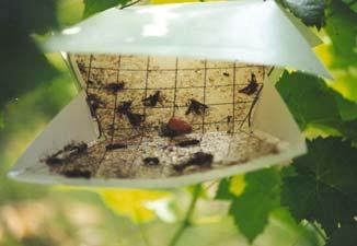 grape pests. 1. Grape berry moth trap and lure. 2. Grape root borer trap and lure. 3.