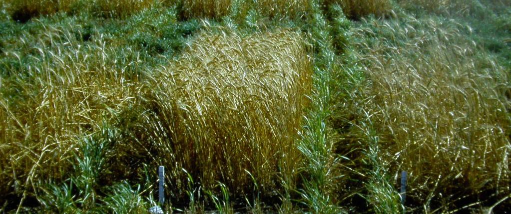 Wheat infested by Hessian
