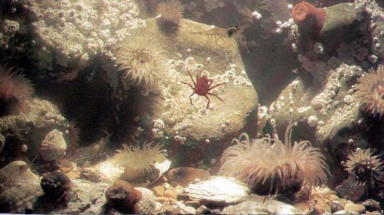 Sea anemones Actinoporins