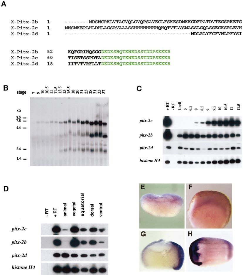 290 Faucourt et al. FIG. 1. Early expression of pitx2 transcripts during Xenopus development. (A) Deduced N-terminal sequences of three Pitx2 isoforms.