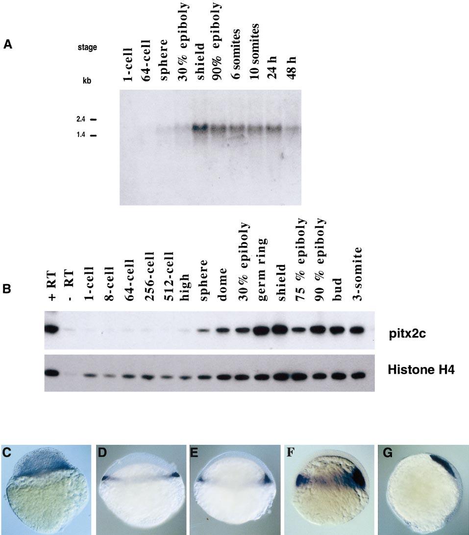 pitx2 Is Required for Nodal Signaling 291 FIG. 2. Early expression of pitx2 transcripts during zebrafish development. (A) Northern blot of total RNA prepared at the indicated stages.