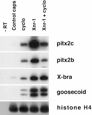 pitx2 Is Required for Nodal Signaling 293 FIG. 3. pitx2 expression in Xenopus is activated in response to Nodal.