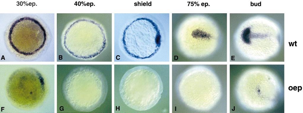 294 Faucourt et al. FIG. 4. pitx2 expression is disrupted very early in zebrafish one-eyed pinhead (oep) mutant embryos. pitx2 expression in wild-type (A E) and zygotic oep z1 mutant embryos (F J).