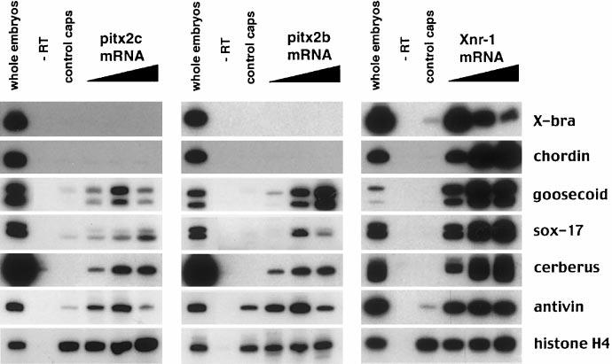 pitx2 Is Required for Nodal Signaling 295 FIG. 5. The response of Xenopus animal caps to microinjection of pitx2 mrna partially mimics the response to Xnr-1.