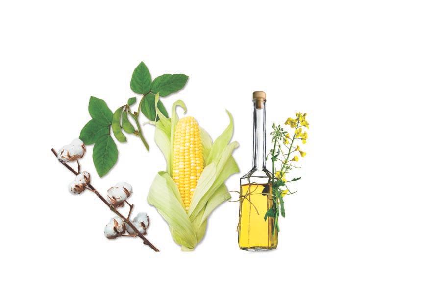 CROPS MOST COMMONLY MODIFIED include cotton, soybeans, corn and canola for its oil (left to right). The traits genetically engineered into them have mostly involved greater pesticide resistance.