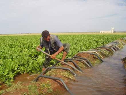 Photo 7.3 In the countries in North-Africa, irrigation is a tool that allows farmers to cope with inadequate and unreliable rainfall: example from Projet d irrigation d Abda-Doukkala, Morocco.