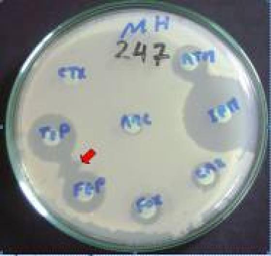 7% (12/17) of the PCR ampc-positive isolates by comparison of the zones of inhibition around betalactam antibiotics in clox agar plate to the M-H agar plate (sensitivity and specificity of 70.