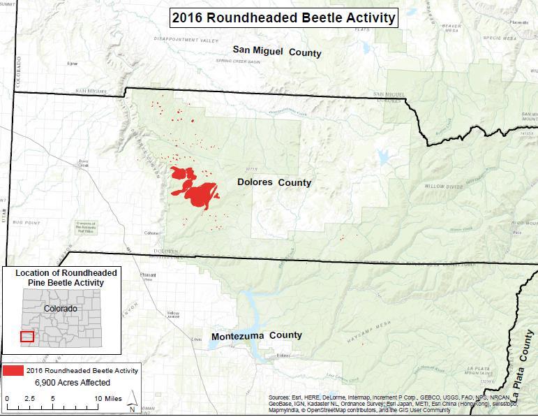 Roundheaded Pine Beetle Roundheaded pine beetle has killed ponderosa pines in Dolores County for several years and affected nearly 7,000 acres in 2016 (Figures 7 and 8).