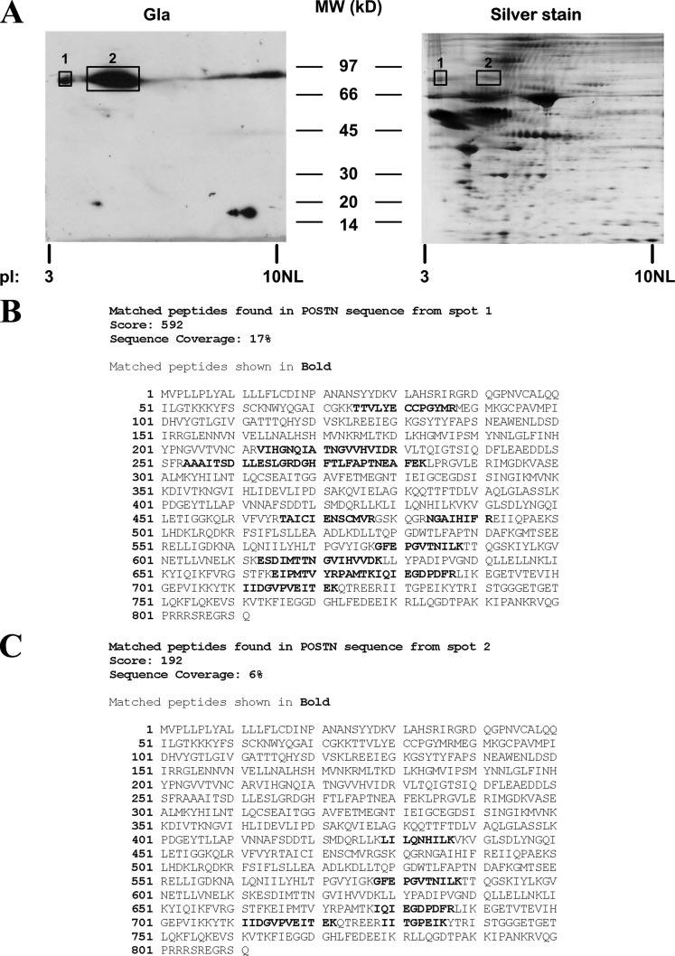 FIGURE 1. -Carboxylated proteins secreted by MSCs. A, conditioned medium for murine MSCs grown in the presence of vitamin K was collected after 48 h of serum starvation and concentrated 50-fold.