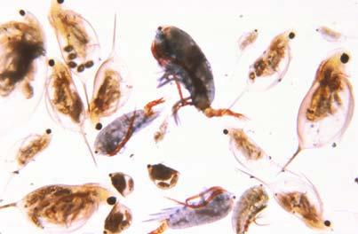 Light And Aquatic Animals In some species of zooplankton, diminishing light