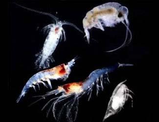 Light And Aquatic Animals Some species of zooplankton have pigments
