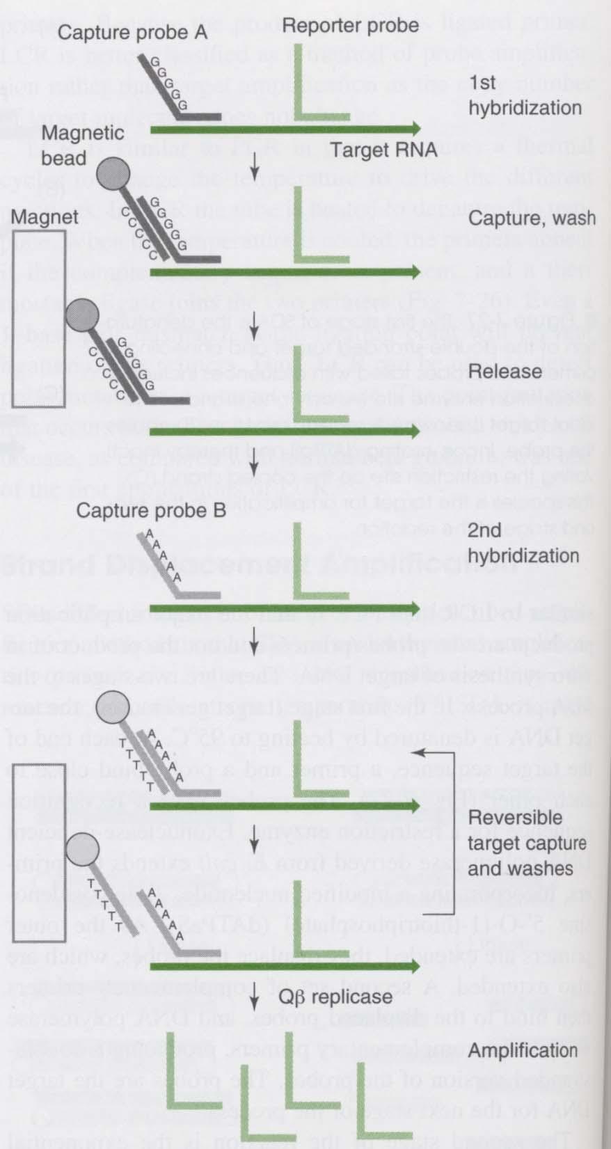 Qβ Replicase Brought The Qβ replicase method proceeds through a series of binding and washing steps. Probe bound to the purified template is then amplified by Qβ replicase.