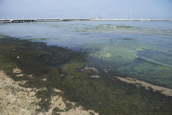 Background Aquatic eutrophication caused by excessive nutrient loads transported by