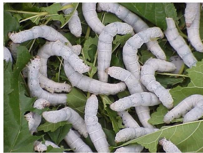 Characteristics of HTO 5 The larvae are plain and bluish white in colour. s are white, oval in shape with medium grains. The larval duration is 22 23 days.