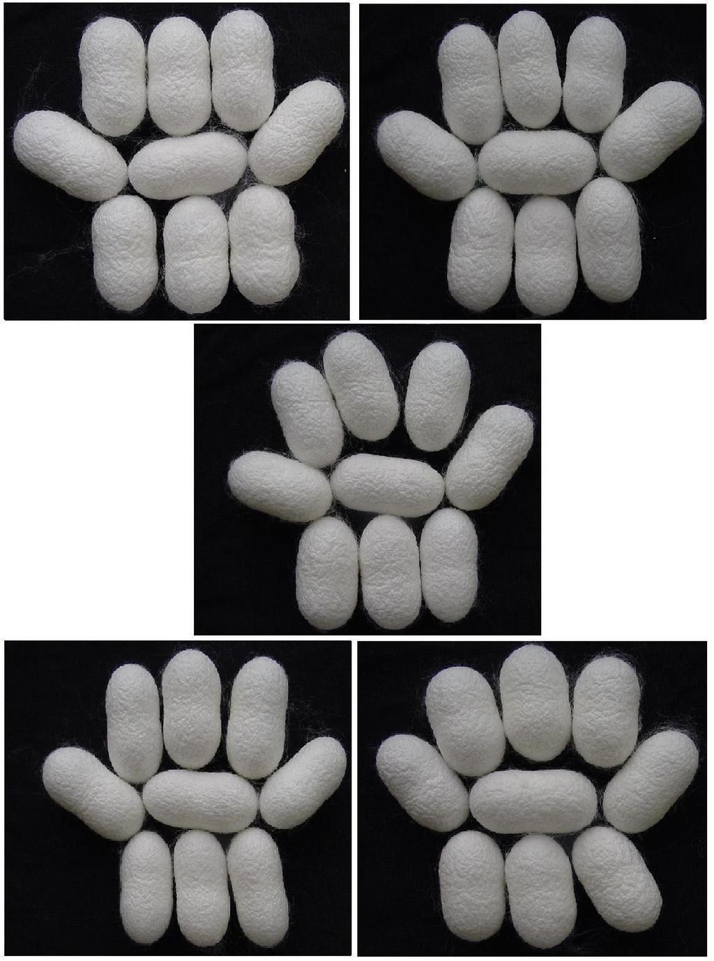 respectively. Fig. 5. Late age Larvae of HTP 5 Hybrid evaluation Fig. 6.