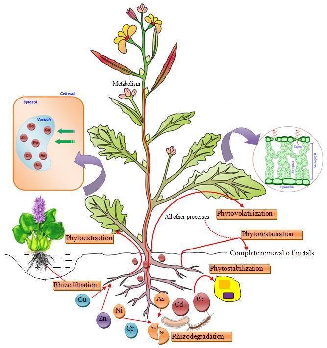 9 Soil Management for Sustainable Agriculture Phytoremeiation: A sustainable way to remove heavy metals Phytoremediation is defined as the engineered use of plants in situ and ex situ for