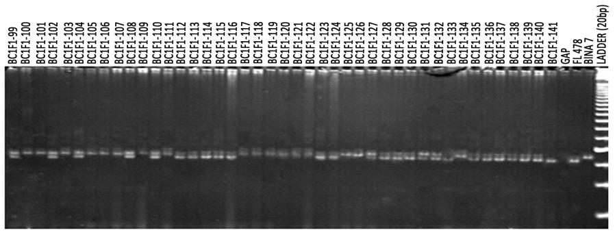 Banding pattern of BC 1 F 1 population of Binadhan-7/FL-478 using SSR marker RM3412b Fig. 4.