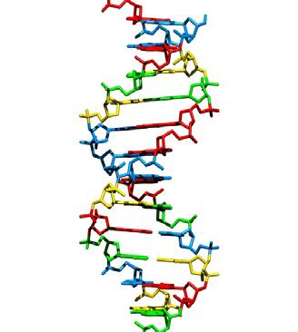 DNA sequencing How we obtain the sequence of nucleotides (A,T,G,C) of a species.