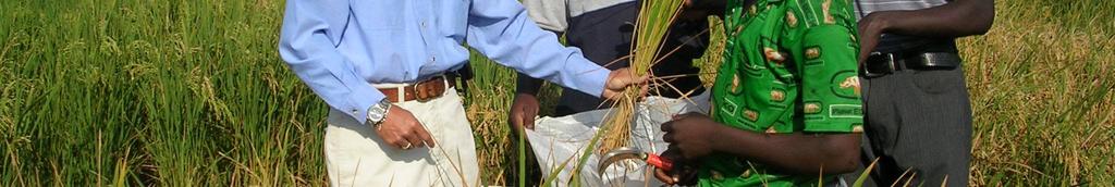 In Uganda, Japan is conducting cultivation guidance and threshing Expert assisting NERICA cultivation machine production seminars with NGOs.