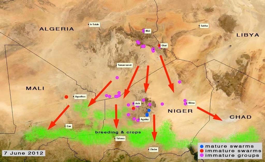 7 June 2012 Groups of immature adults, including a few swarms, continued to arrive in northern Niger and probably northern Mali during the past week In Niger, infestations were reported throughout