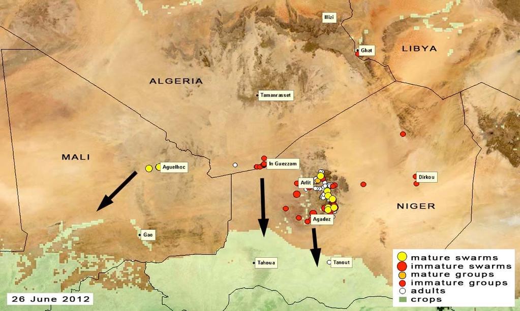 26 June 2012 From 31 May to 11 June, more than 17 groups of immature adults and small swarms arrived in northern Niger between Arlit and Dirkou, including the Air Mountains and the Ténéré Desert;