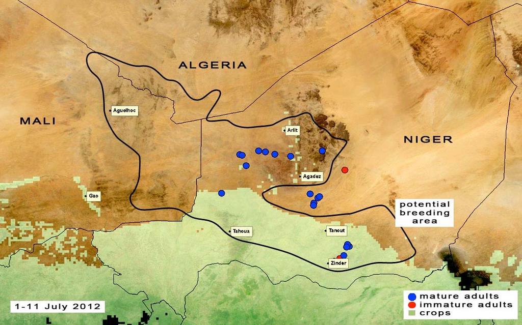 11 July 2012 Adults were present and maturing in northern Niger on the Tamesna Plains and in the Air Mountains Adults were also seen further south in the pasture areas north of Tanout and in cropping