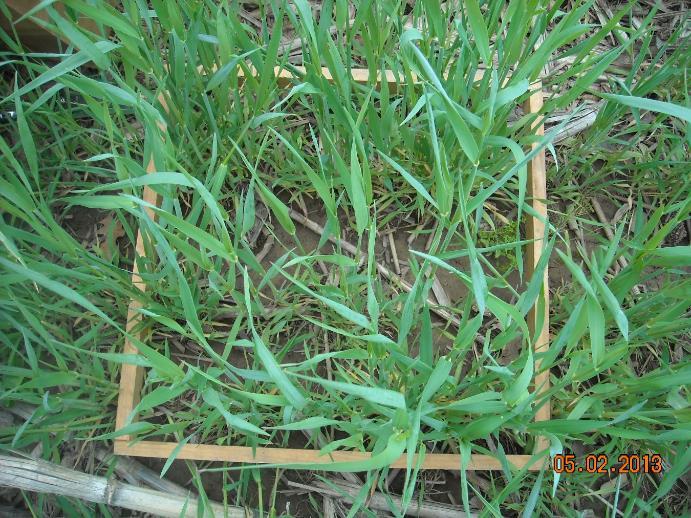 crop impacts on soil or