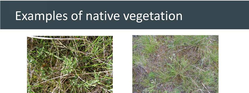 How to calculate at least if 25% of the total perennial understory is native. Identify any annual plants, and exclude them from the vegetation being assessed.
