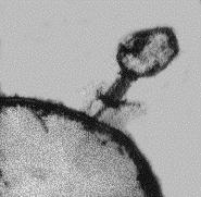 BACTERIOPHAGE EXPERIMENT Bacteriophage T4 infecting a cell Viral plaques The bacteriophage T4 Viruses contain some of the structures and characteristics that are diagnostic of organic life, but they