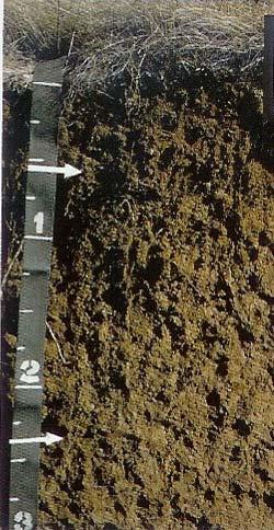 NOTE: Contrast inherent soil quality vs soil quality manipulated via management SOIL HEALTH: continued capacity of soil to