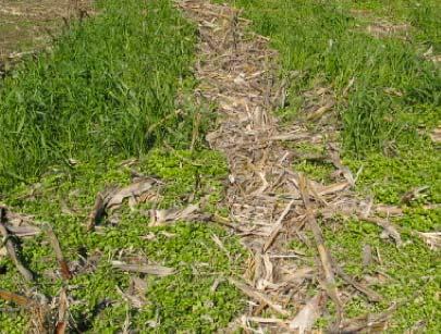 Oats as a Cover Crop for Managing Winter Annual Weeds 50 40 30 20 10 Soil water-stable aggregates Oat cover crop Weed check LSD (0.05)=7.