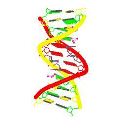 Drug complexes to DNA Bound to the base pair double helix can