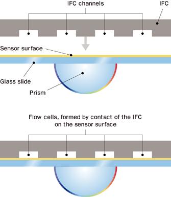 Incident polarized light from above strikes the entire functional face of the sensor surface, enabling simultaneous measurement of interactions on all spots and eliminating errors that could arise