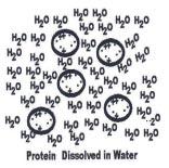How do we know where our protein is? protein assay Most important piece of any purification protocol!
