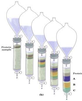 An example: Increasing (NH 4 ) 2 SO 4 Principles of Column Chromatography Resevoir with buffer (mobile phase) of interest Porous resin