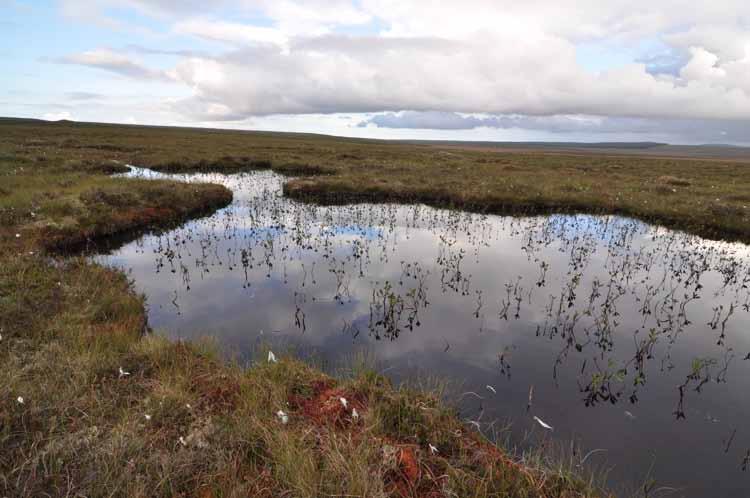 How you can help us to develop a better tool for your purposes! We are still testing WISE Peatland Choices and would like your feedback.