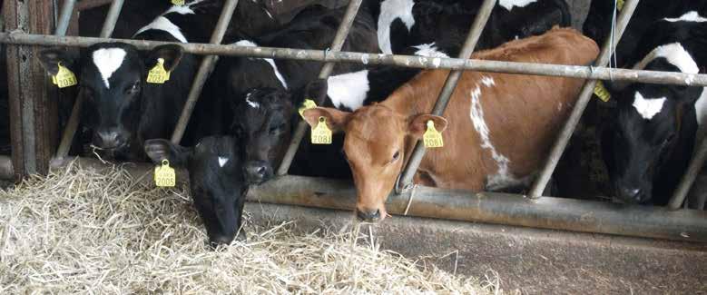 Section Introduction Water is often the most overlooked aspect of calf-rearing. Water consumption is important for the development of the rumen and to allow for timely weaning of calves off milk.