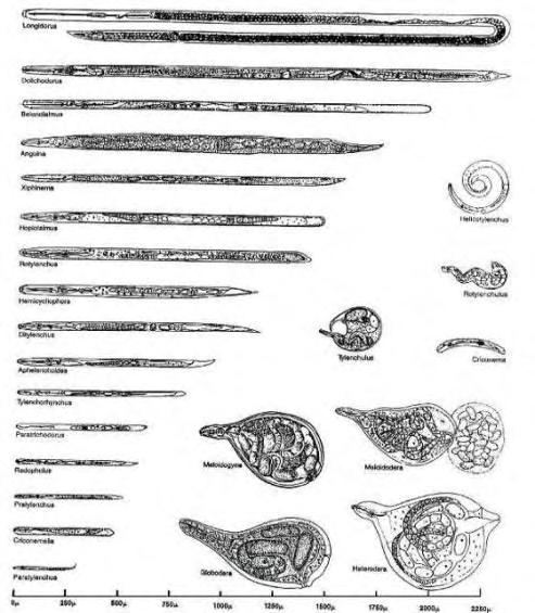Relative Sizes of Plant Parasitic Nematodes Needle Sting Dagger Lance